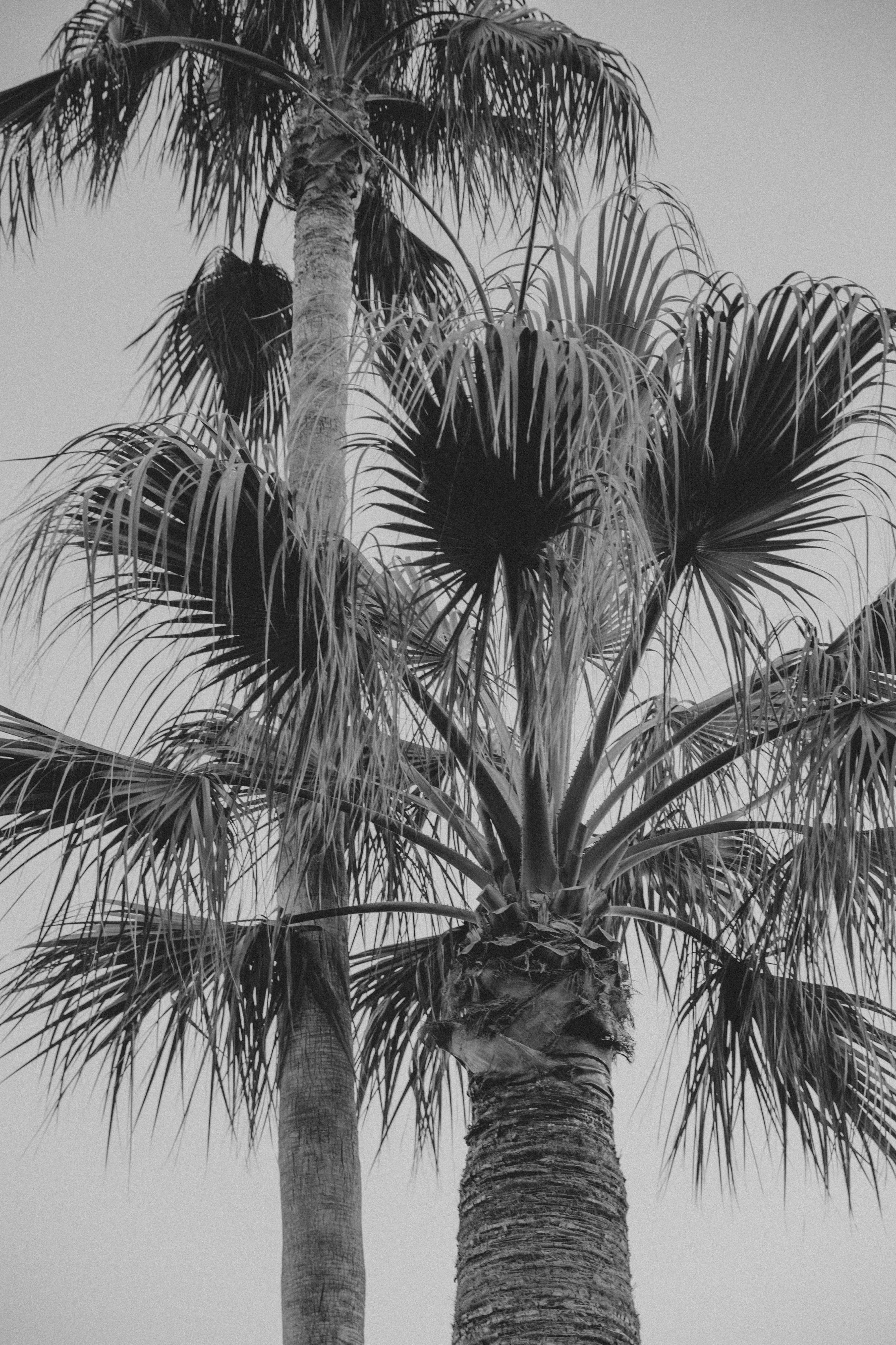 Palmen Leinwandbild