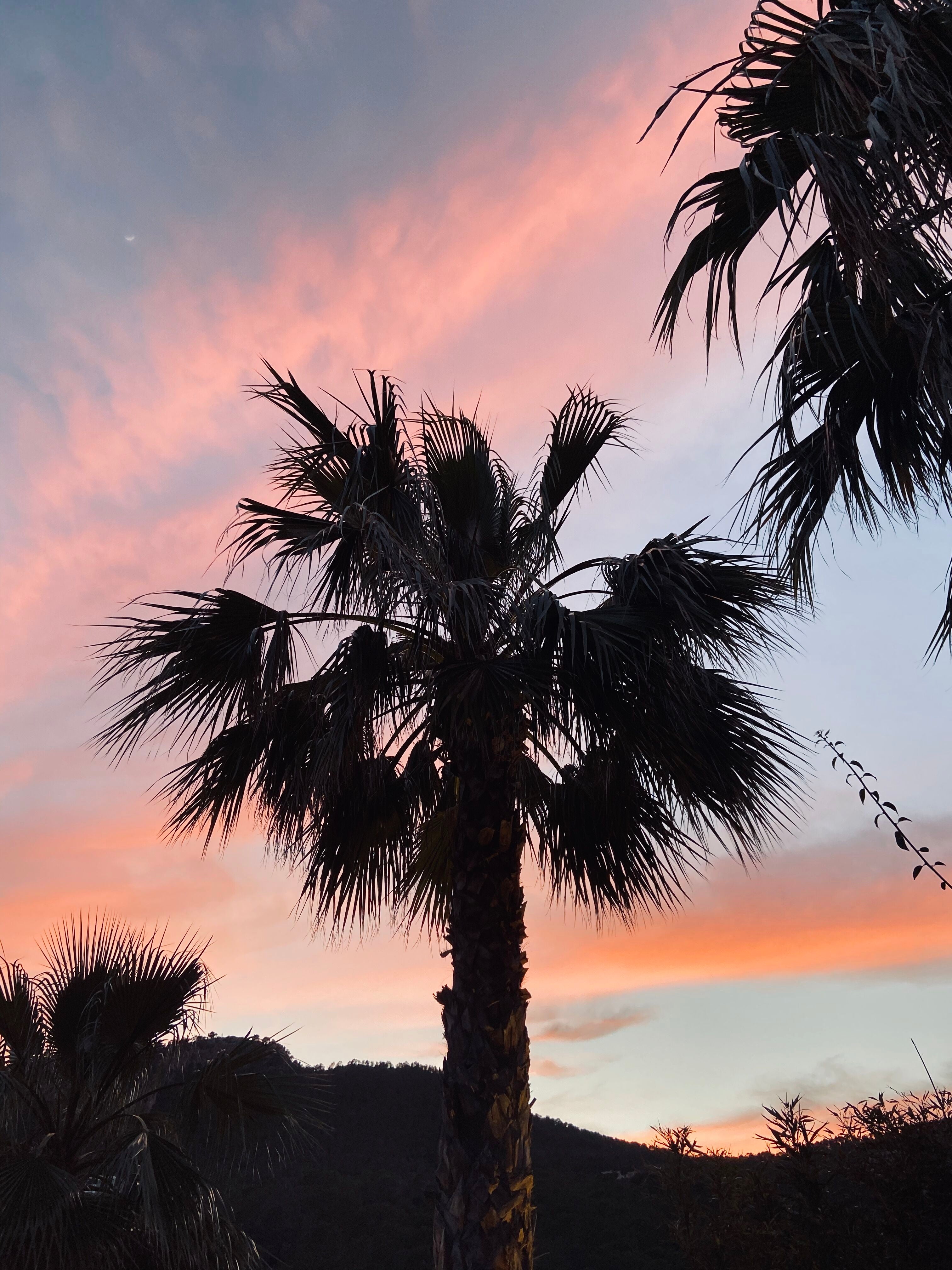 Palme im Abendlicht, Leinwandbild