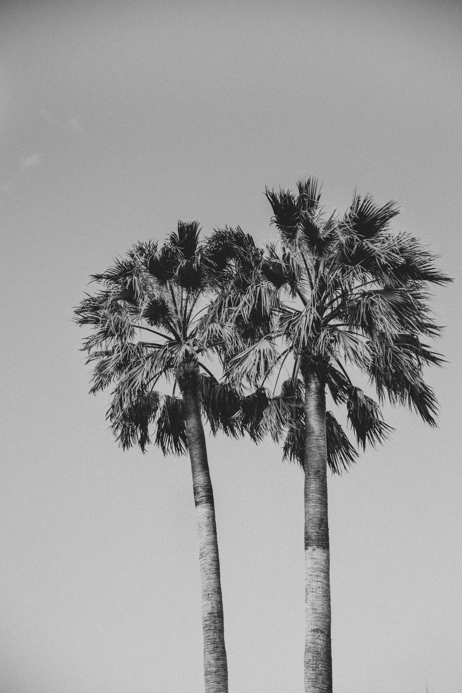 Schwarz/Weiss Palmen Leinwandbild